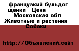 французкий бульдог щенки › Цена ­ 25 000 - Московская обл. Животные и растения » Собаки   
